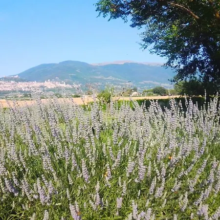 Çiftlik konaklama Assisium Assisi