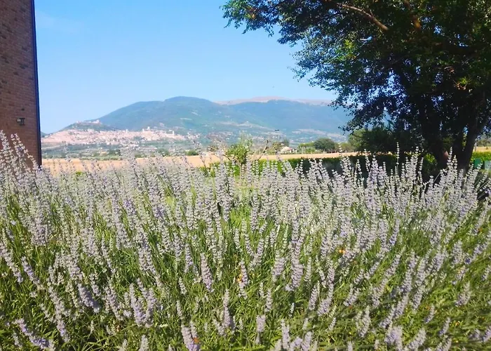 Farm stay Assisium Assisi